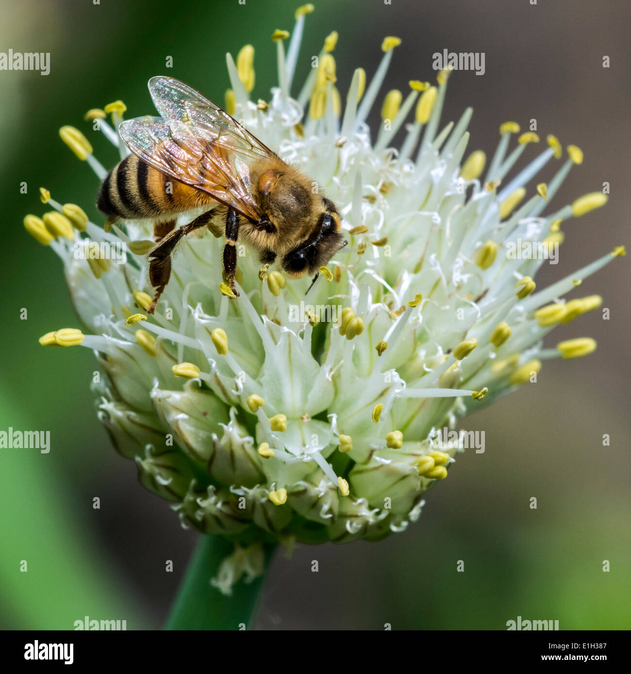 Westliche Honigbiene / Europäische Honigbiene (Apis Mellifera) sammeln Nektar von Blume Stockfoto