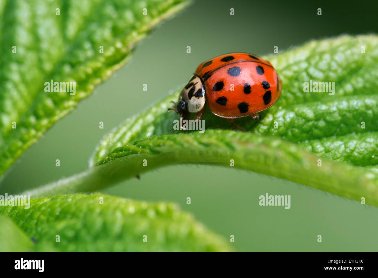 Harlekin-Marienkäfer / multicolored Asian Lady beetle (Harmonia Axyridis) auf Blatt Stockfoto