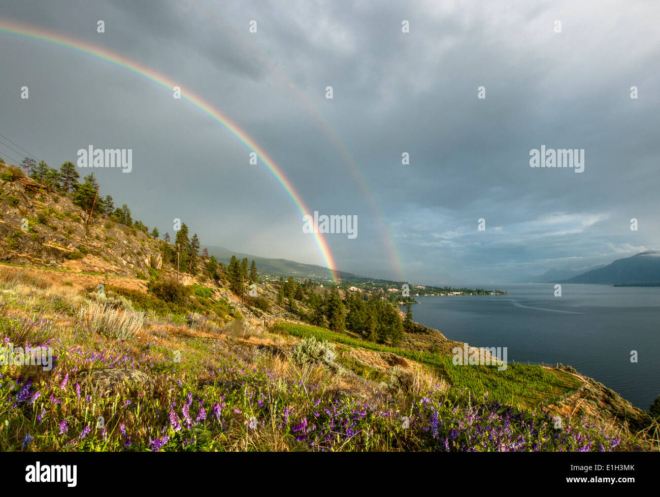 Sommer Sturm doppelter Regenbogen über Ponderosa Pinien, Okanagan Lake South Okanagan Valley Naramata, Britisch-Kolumbien, Kanada Stockfoto