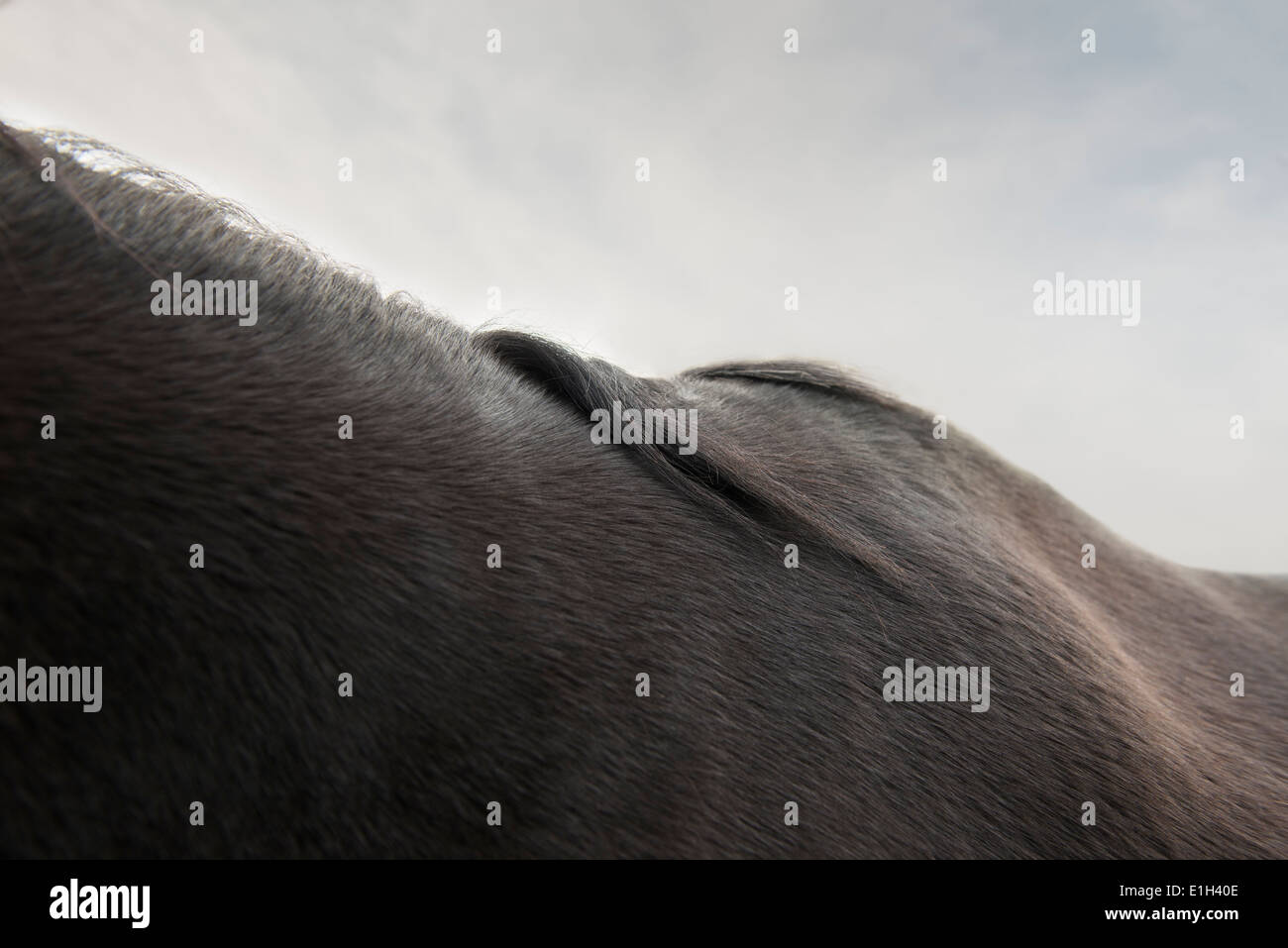 Zugeschnittenes Bild des schwarzen Pferdes Hals und Rücken Stockfoto