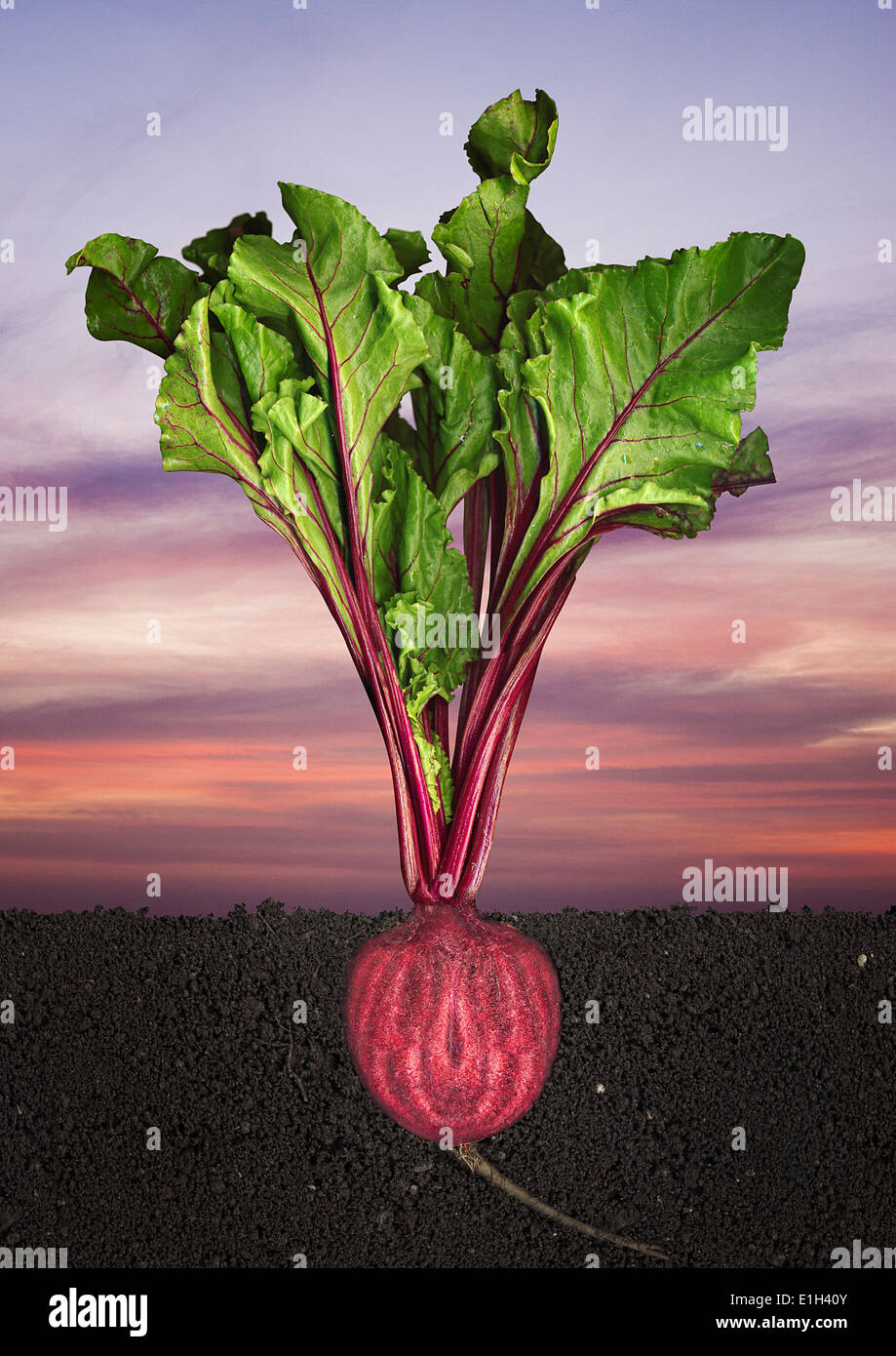 Rote Beete Pflanzen Stockfotos und bilder Kaufen Alamy