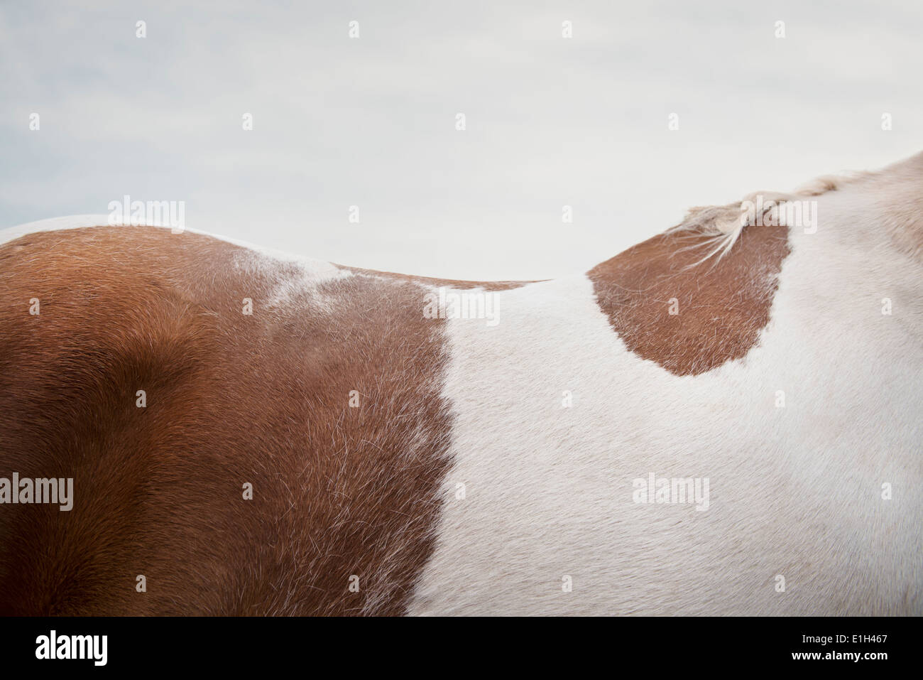 Bild von Skewbal Pferd zugeschnitten Stockfoto
