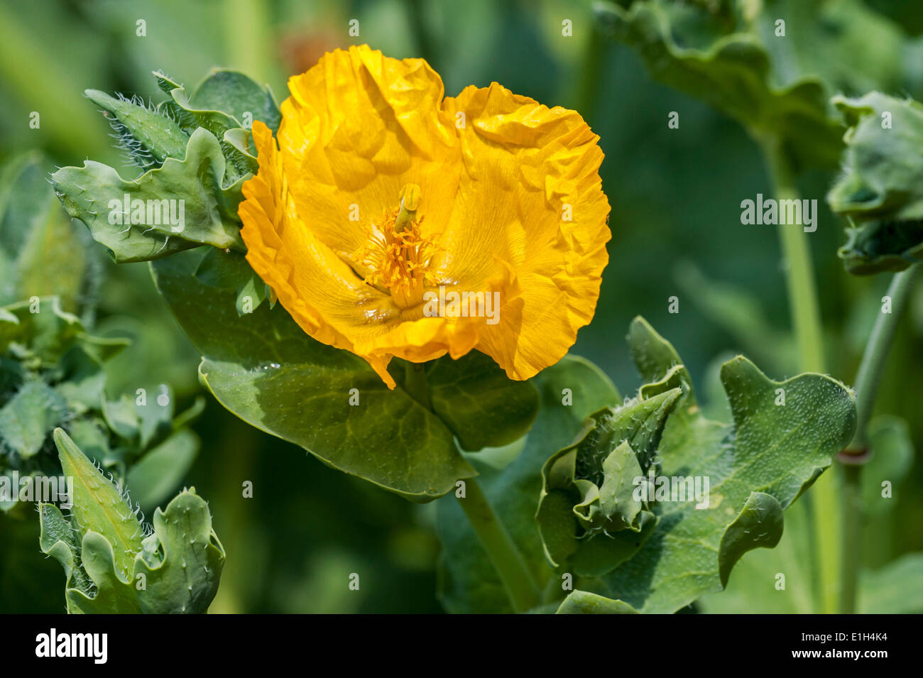 Gelbe Hornpoppy / gelb gehörnten Mohn (Glaucium Flavum) in Blüte Stockfoto