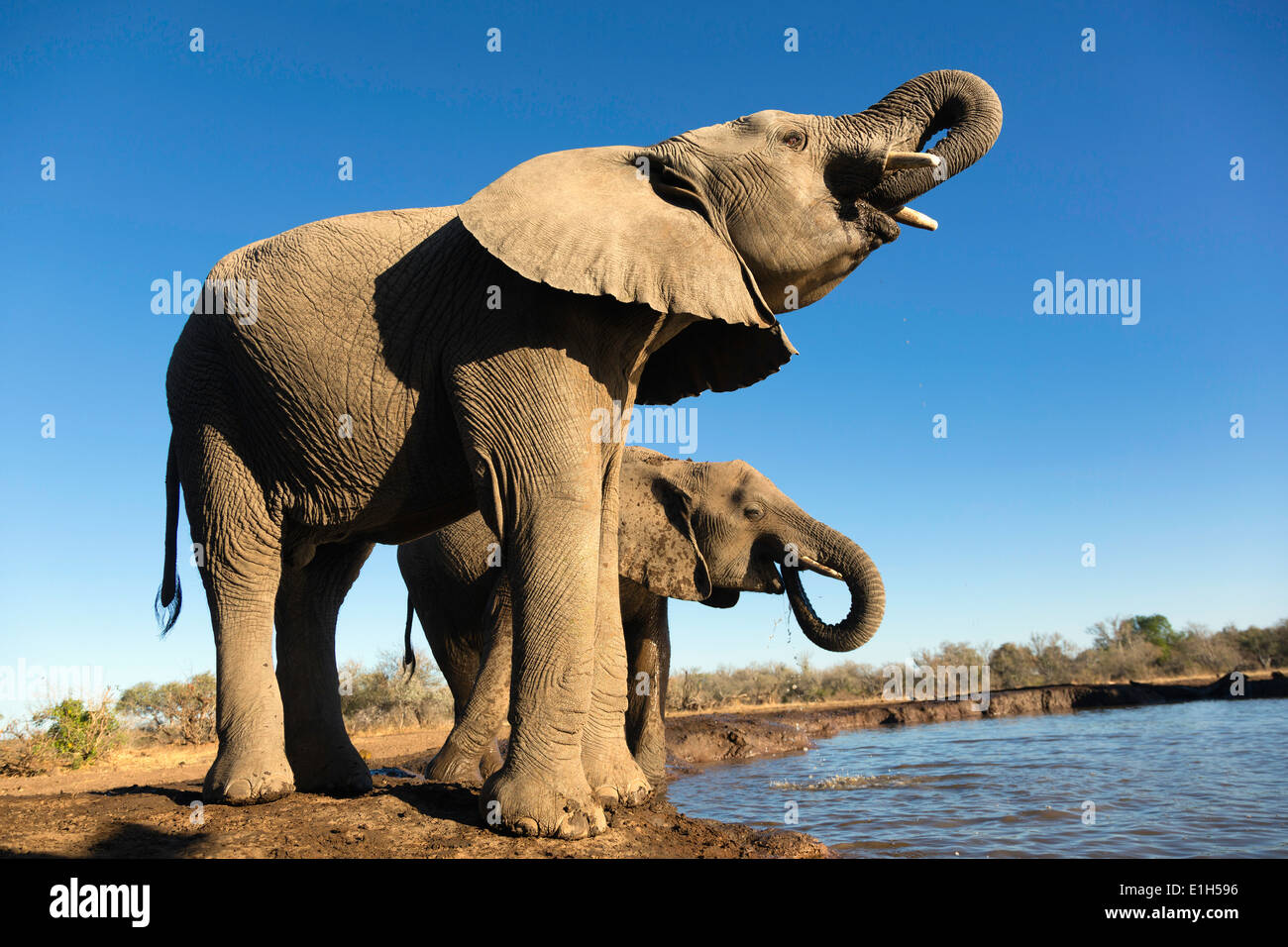 Afrikanische Elefanten (Loxodonta Africana) trinken am Wasserloch, Mashatu Wildgehege, Botswana, Afrika Stockfoto