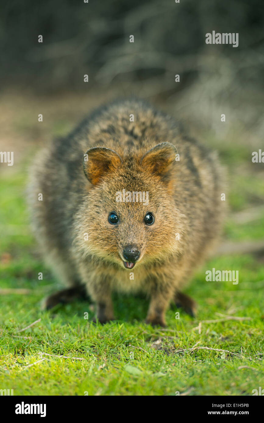 Rottnest Island And Quokka Stockfotos und -bilder Kaufen - Alamy