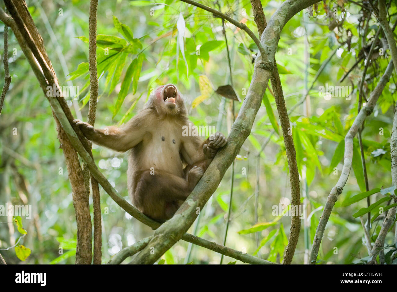 Stumpf-tailed Macaque (Macaca Arctoides) männlich, Gibbon Wildlife Sanctuary, Assam, Indien Stockfoto