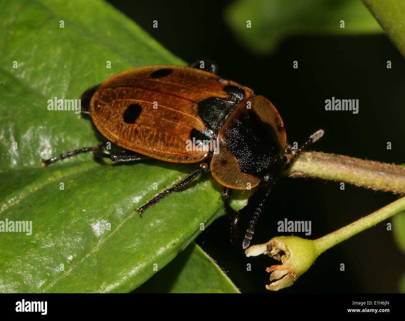 Vier-spotted AAS Käfer (Xylodrepa Quadrimaculata, Dendroxena Quadrimaculata) a.k.a.  vier-spotted Sexton Käfer Stockfoto