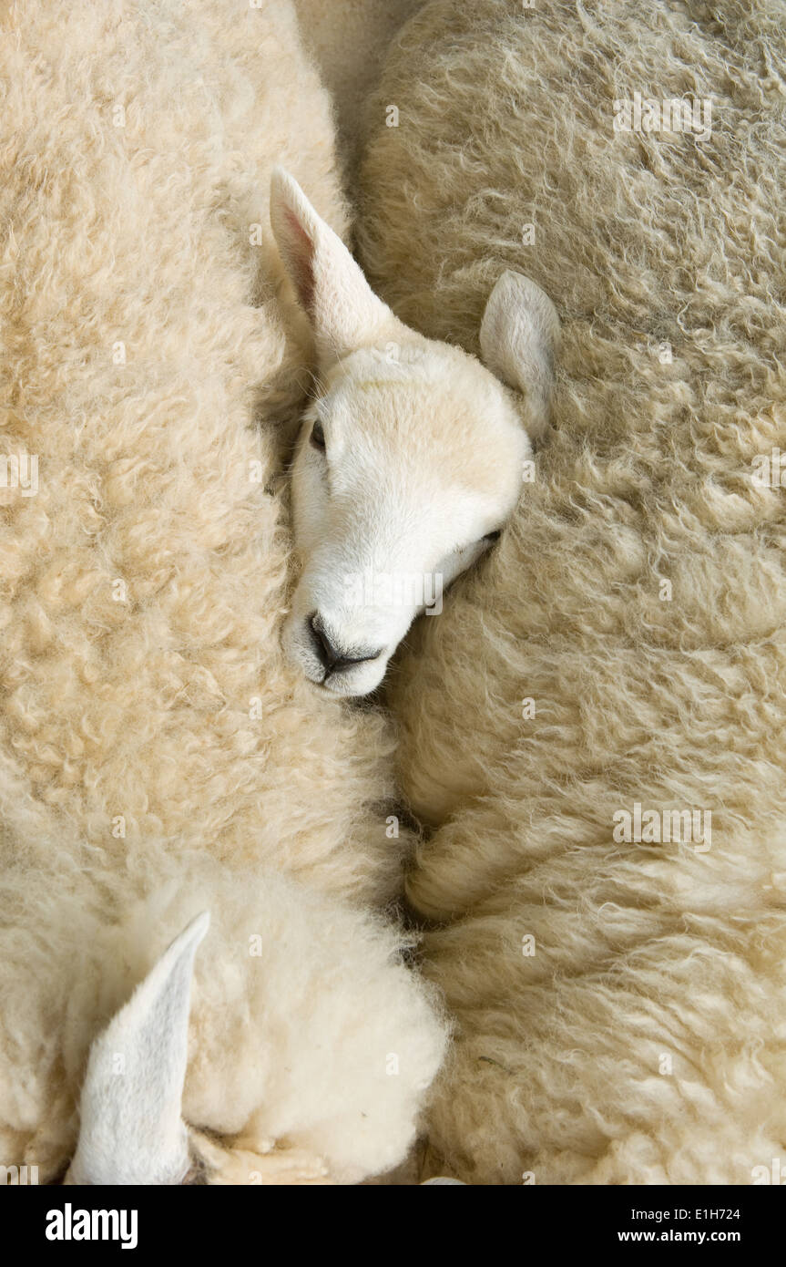 Draufsicht der Lämmer Kopf zwischen zwei Schafe Stockfoto