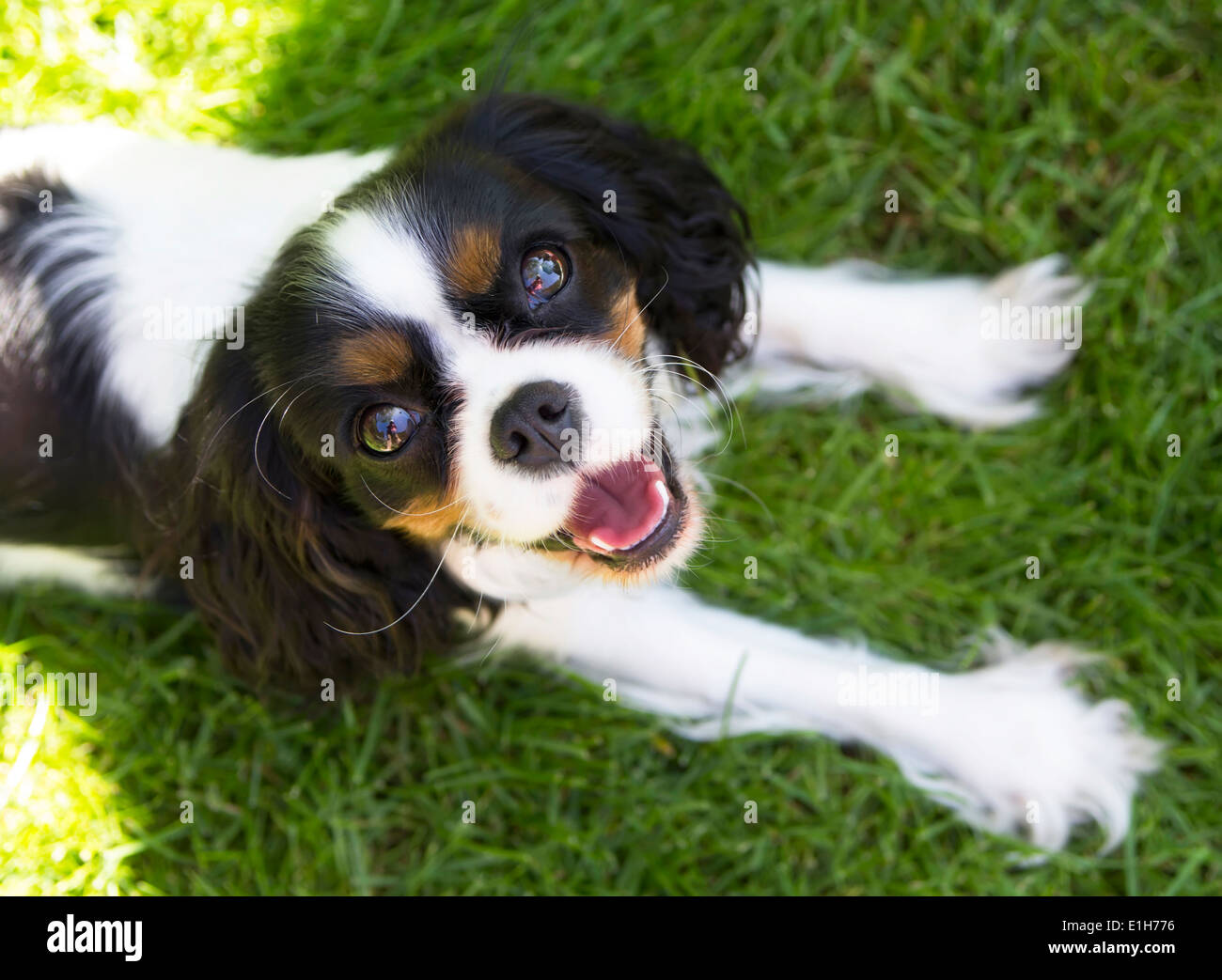 lächelnde Hund auf Sommergrün Rasen Stockfoto
