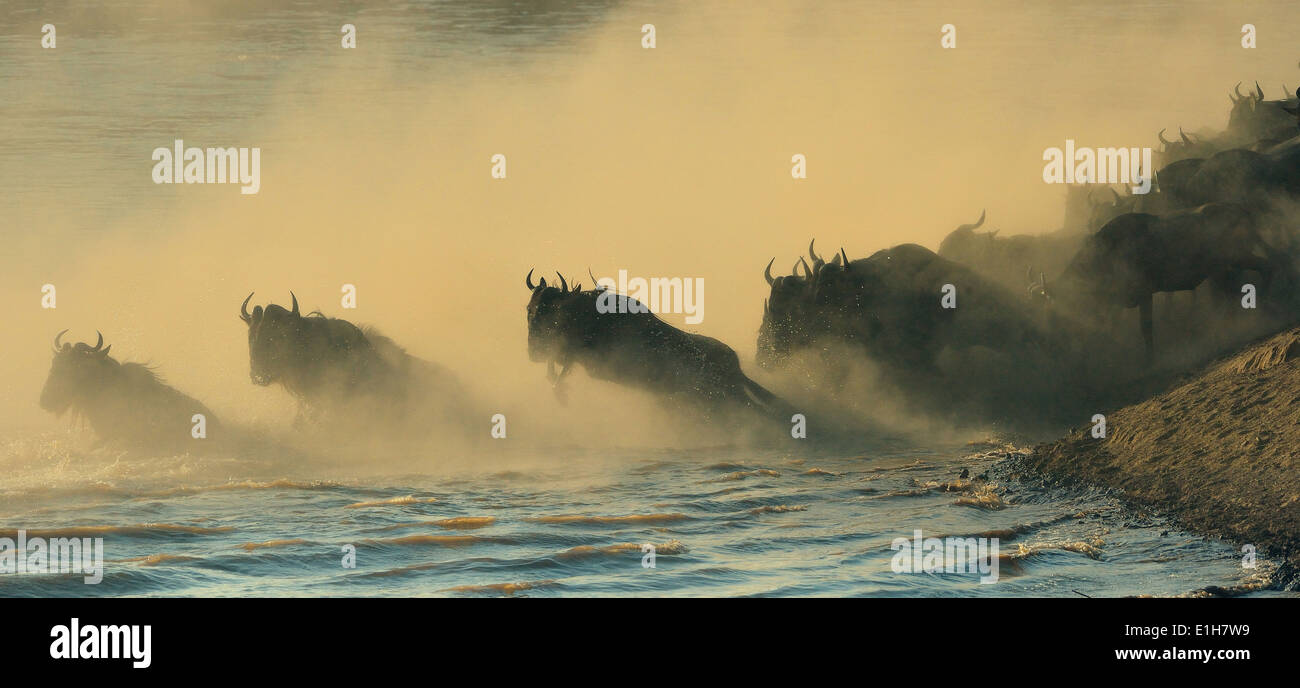 Westlichen weißen bärtigen Gnus (Connochaetes Taurinus Mearnsi) auf staubigen Flussufer Mara Dreieck Maasai Mara Narok Kenia Stockfoto