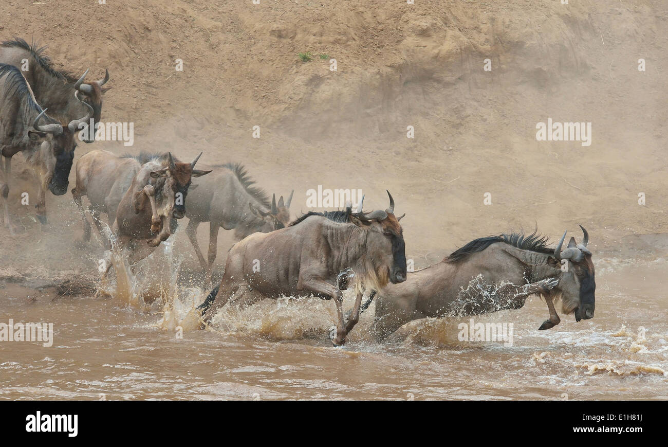 Westlichen weißen bärtigen Gnus (Connochaetes Taurinus Mearnsi) einen Sprung in den Fluss Mara Dreieck Maasai Mara Narok Kenia Stockfoto