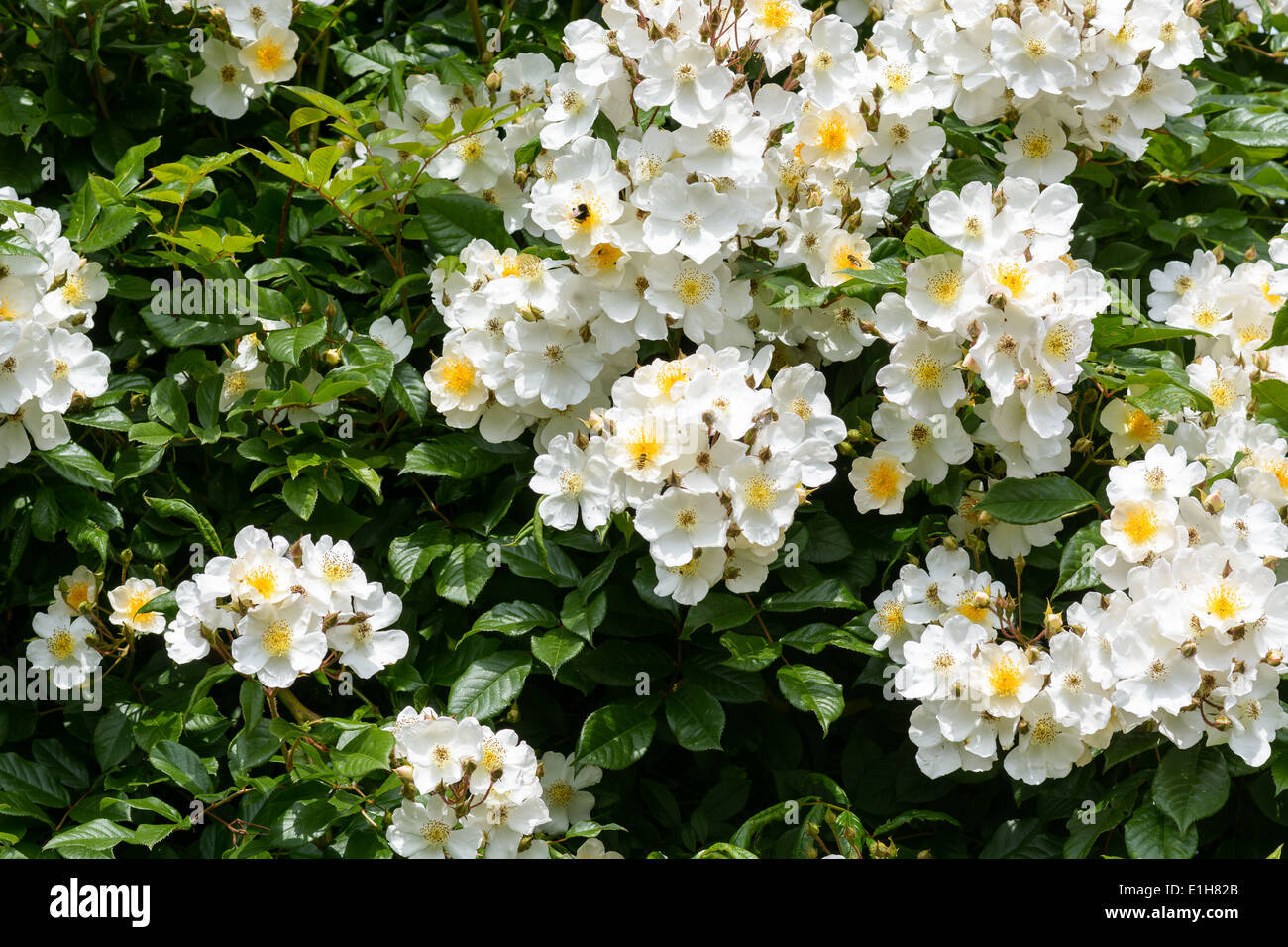 Rosengarten mit mit weißen und gelben weitläufigen Blumen Stockfoto