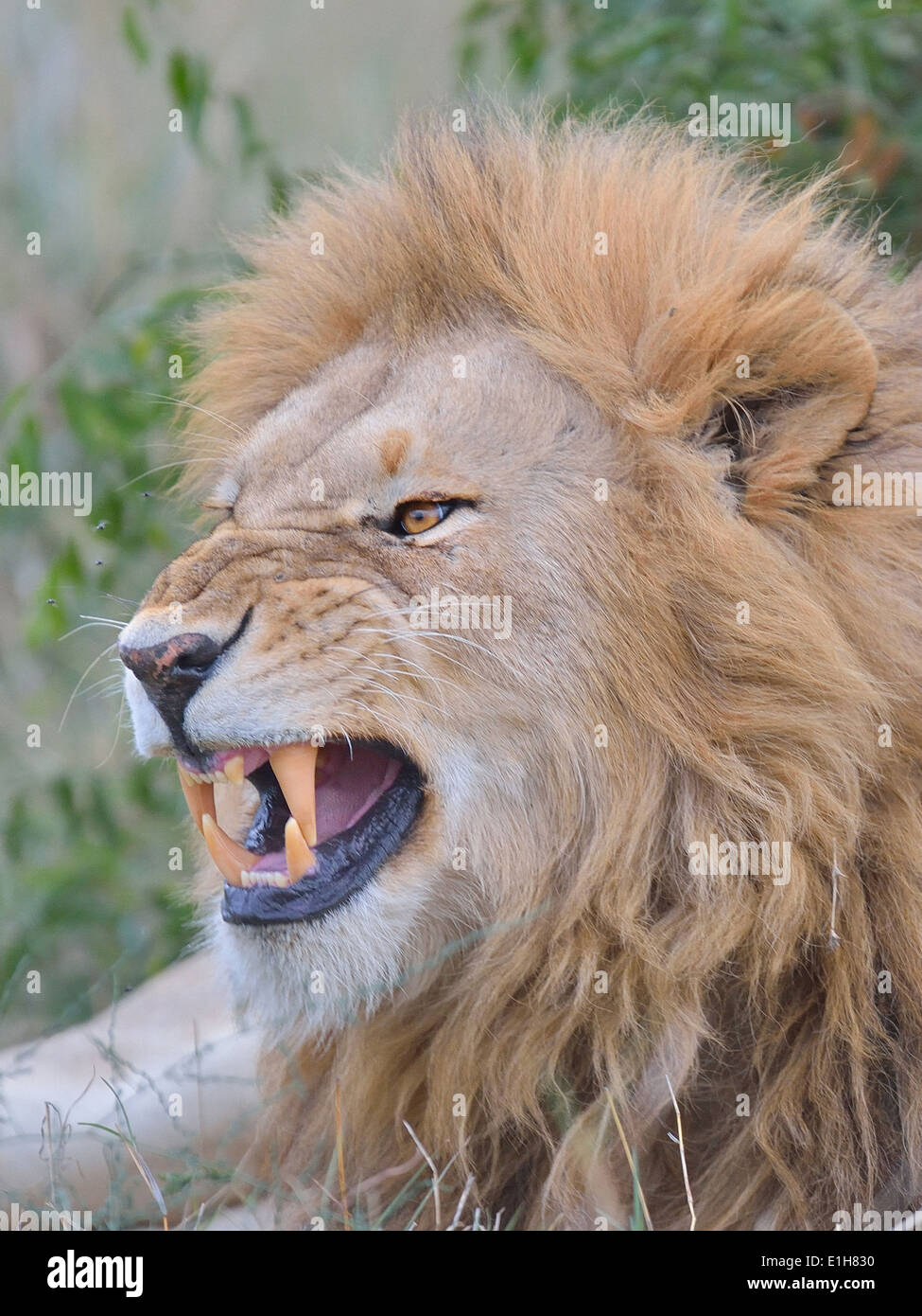 Porträt von einem Knurren Massai-Löwe (Panthera Leo Nubica), Mara Dreieck, Masai Mara National Reserve, Narok, Kenia, Afrika Stockfoto