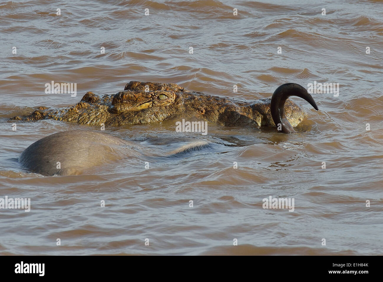 Westlichen weißen bärtigen Gnus von Nil-Krokodil im Fluss angegriffen Stockfoto