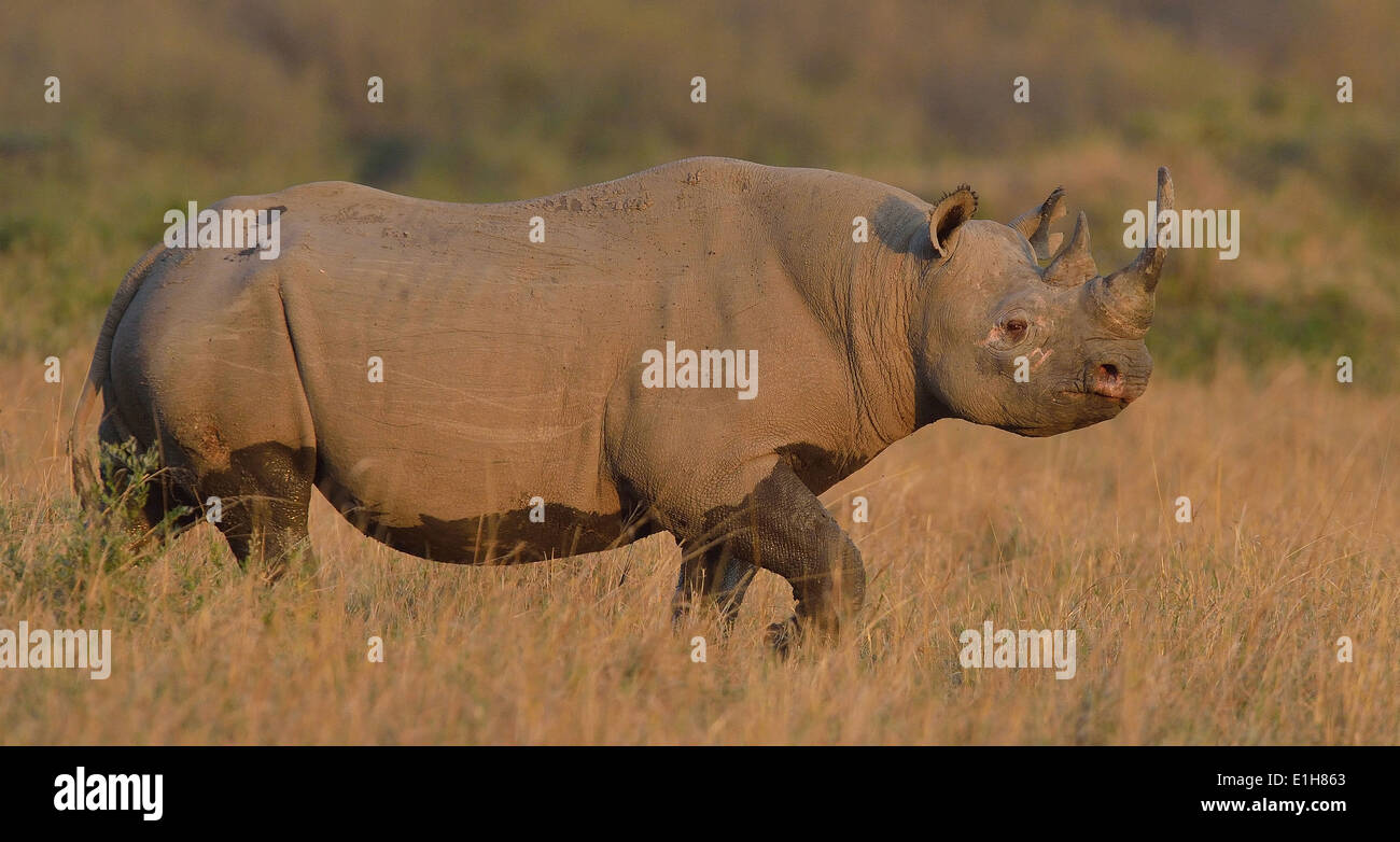 Black Rhino (Diceros Bicornis), Mara Dreieck, Masai Mara National Reserve, Narok, Kenia, Afrika Stockfoto