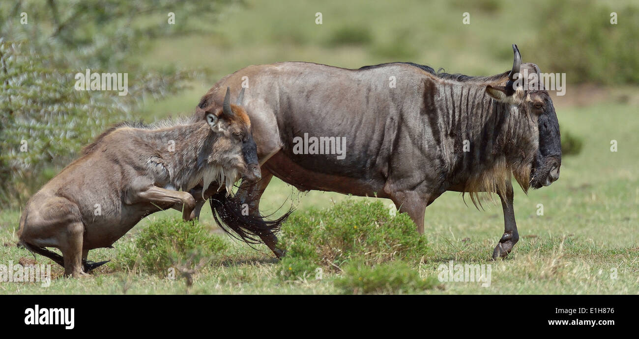 Zwei westlichen weißen bärtigen Gnus (Connochaetes Taurinus Mearnsi) laufen Mara Dreieck Maasai Mara Narok Kenia Stockfoto