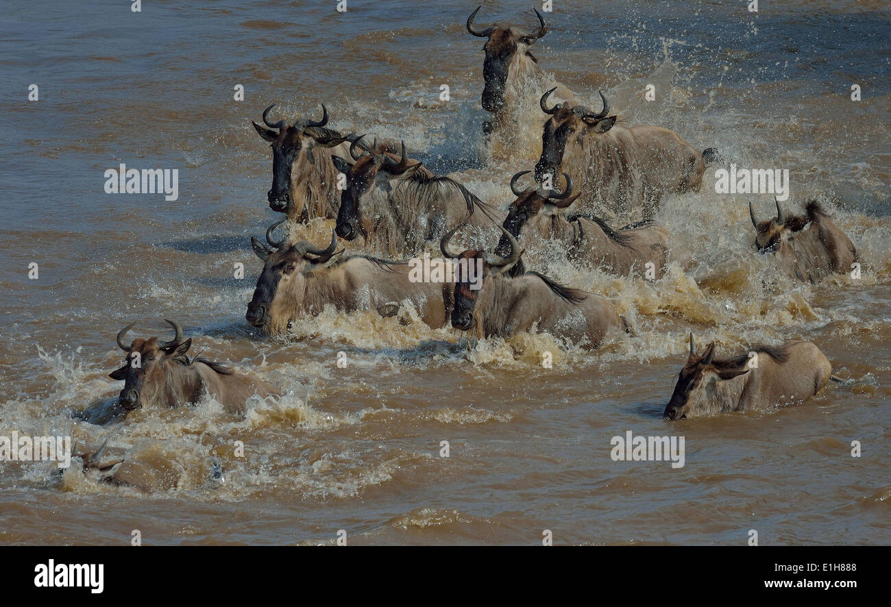 Gruppe von westlichen weißen bärtigen Gnus (Connochaetes Taurinus Mearnsi) Fluss Mara Dreieck Maasai Mara Narok Kenia Stockfoto