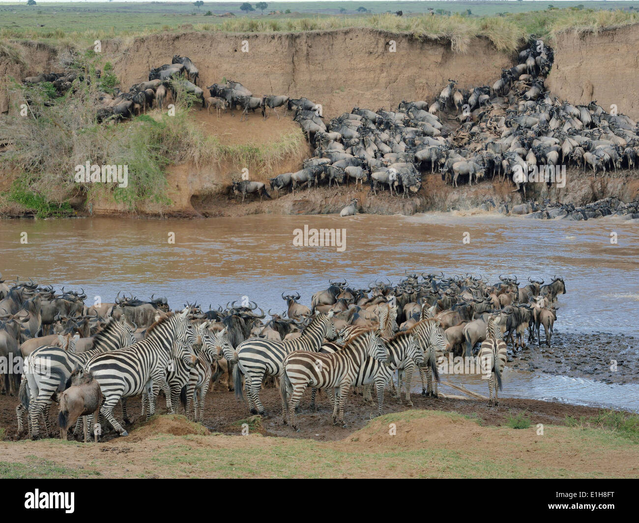 Herden von Zebras und westlichen weißen bärtigen Gnus Burchell die auf schlammigen Flussufer Stockfoto