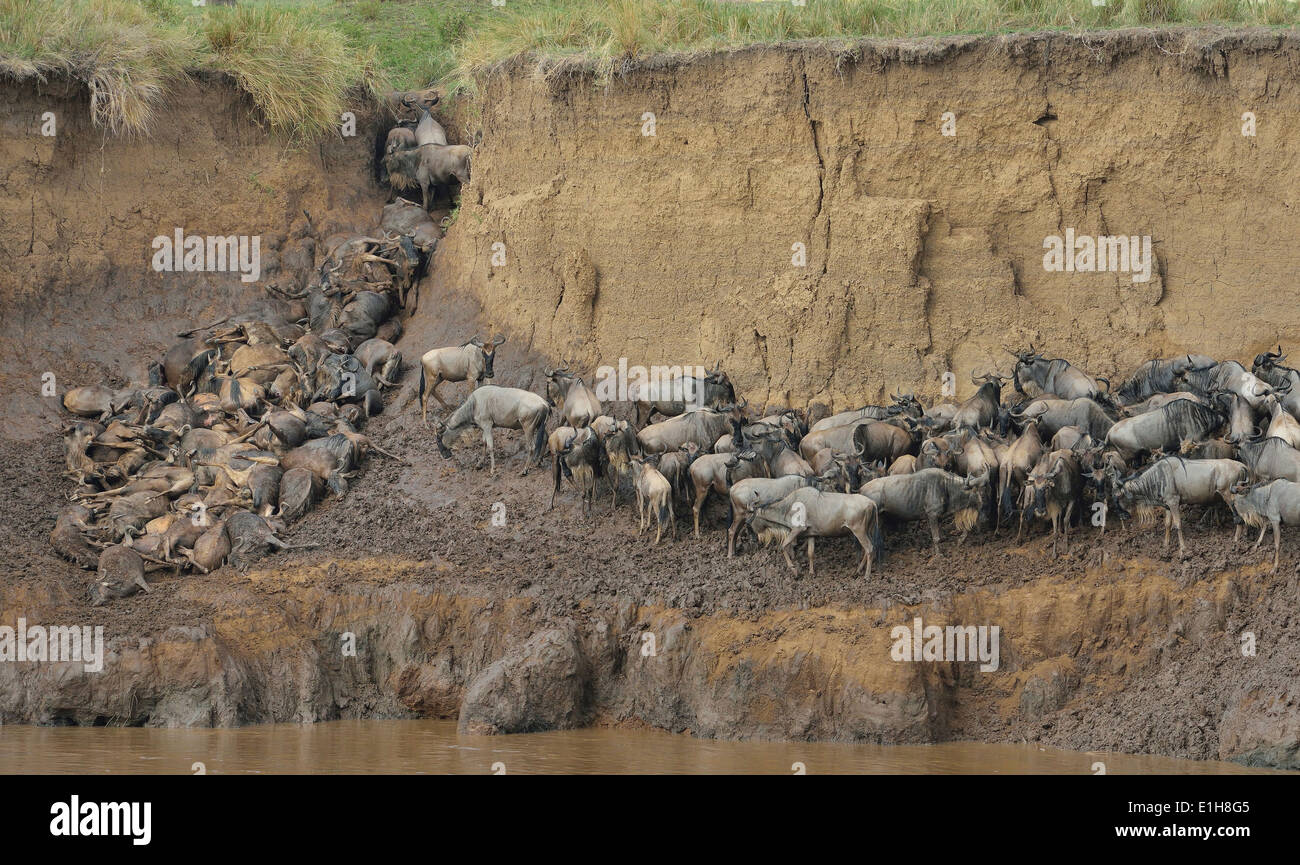 Herde von westlichen weißen Bart Gnus (Connochaetes Taurinus Mearnsi) schlammigen Ufer Mara Dreieck Maasai Mara Narok Kenia Stockfoto