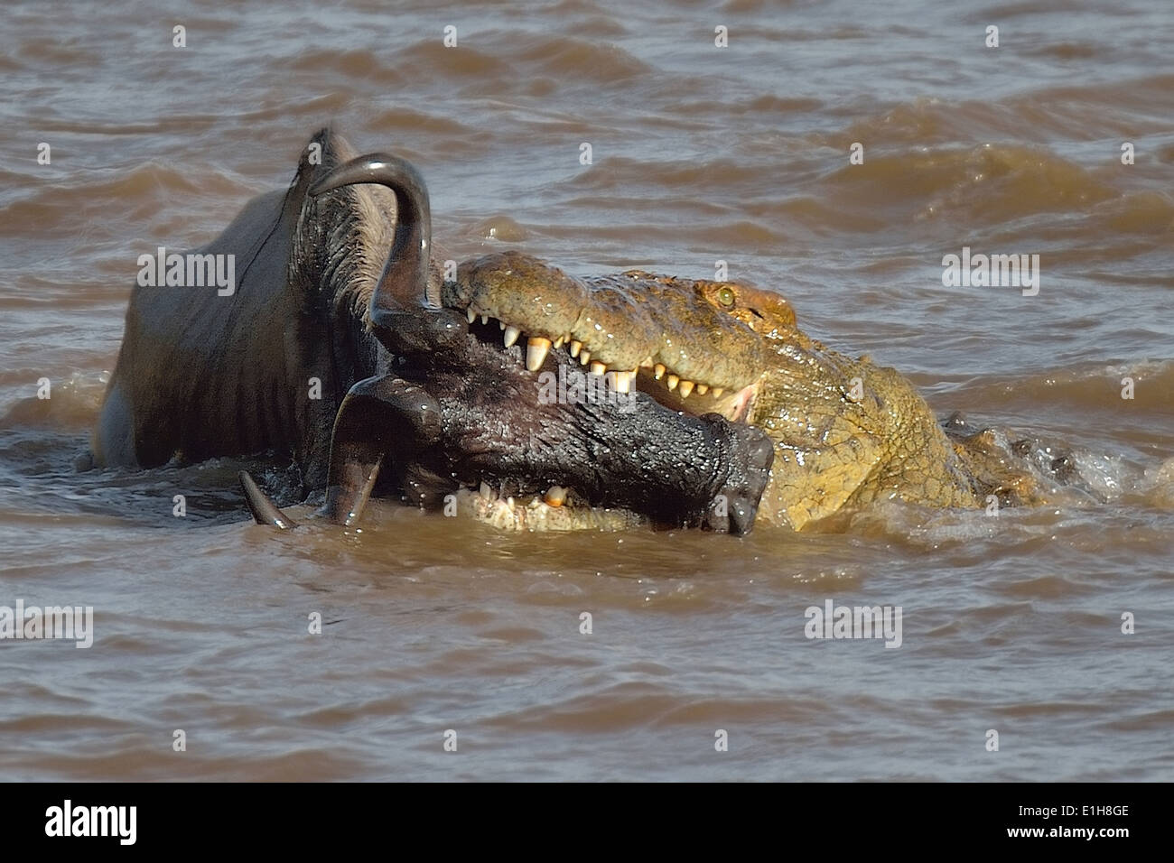Westlichen weißen bärtigen Gnus in den Rachen eine Nil-Krokodil im Fluss Stockfoto
