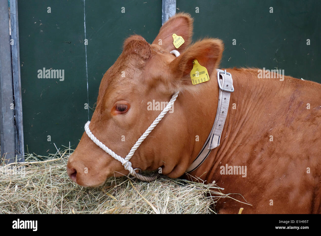 Eine Kuh bei der Royal Bath and West Show, Shepton Mallet, Somerset, England, Großbritannien Stockfoto