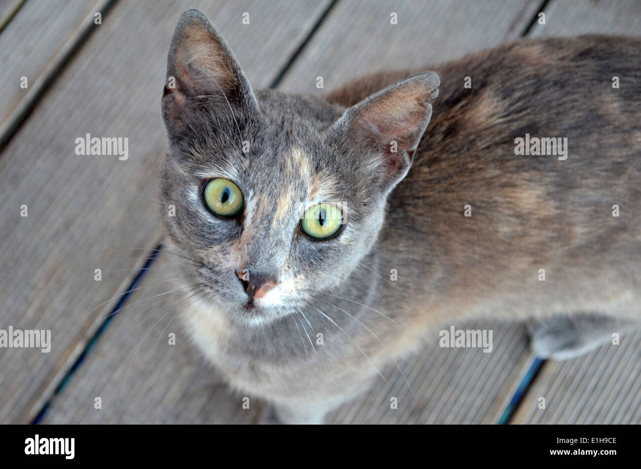 Wild, aber freundliche Katze bei Neos Sportverein in Paphos, Zypern. Oben auf der Terrasse bemerkten wir eine Menge von Katzen umher. Stockfoto