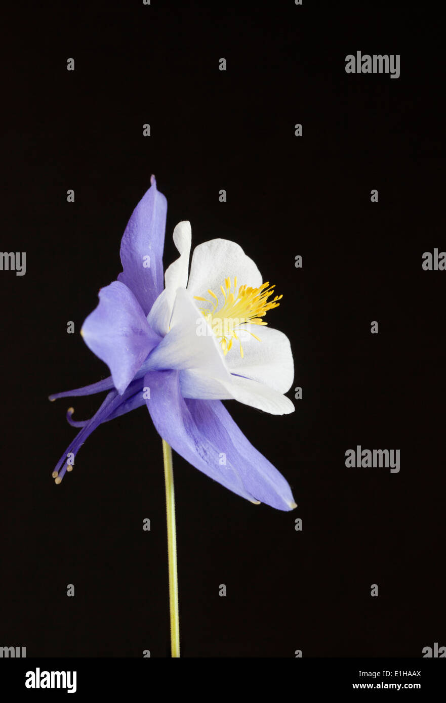 Nahaufnahme von Aquilegia vulgaris Bluebird vor schwarzem Hintergrund Stockfoto