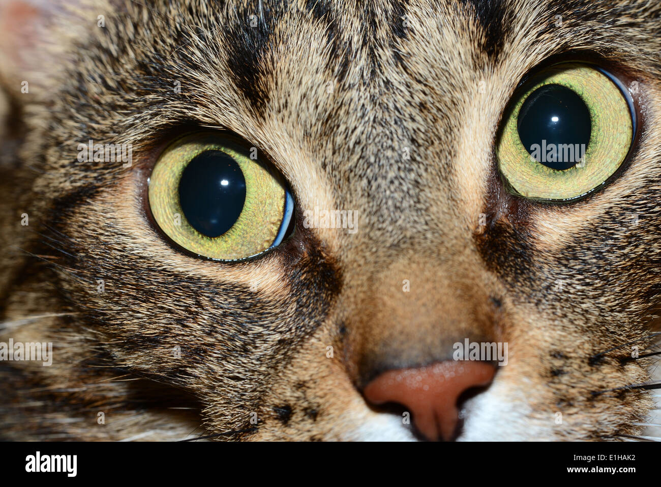 Ägyptische Mau Katze - auf der Suche Stockfoto