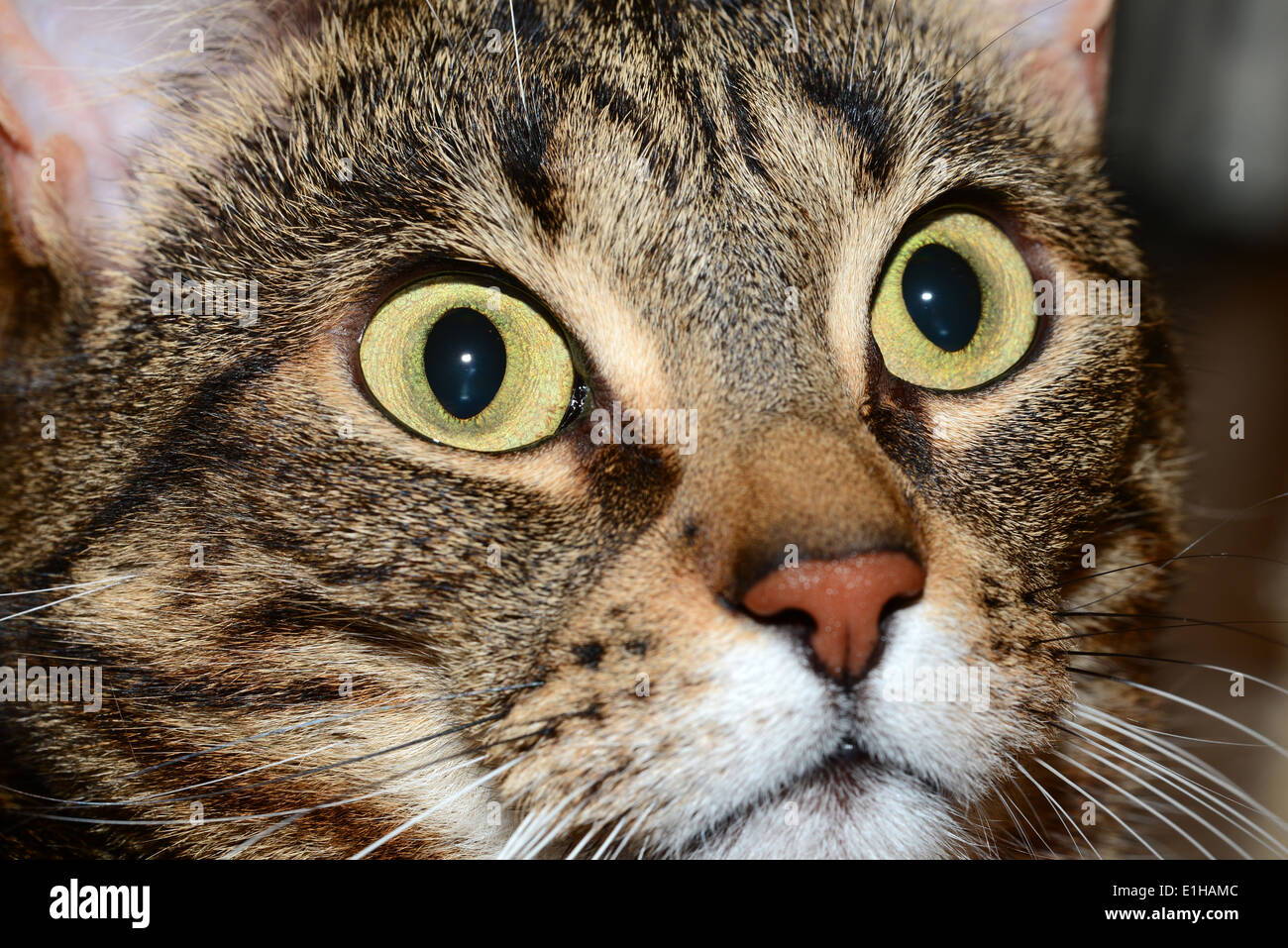 Ägyptische Mau Katze - große Augen Stockfoto