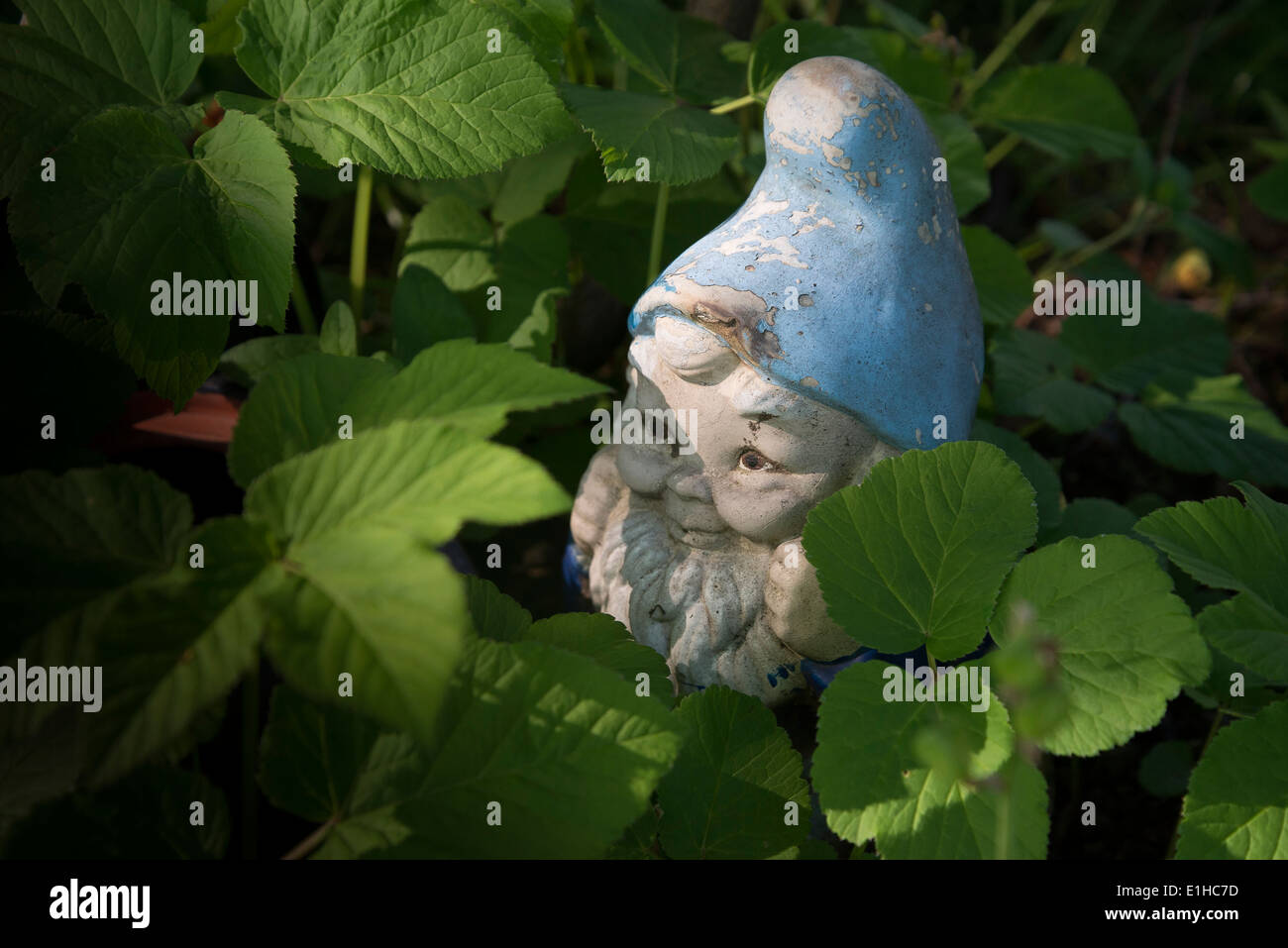 Gartenzwerg mit blauen Hut Stockfoto