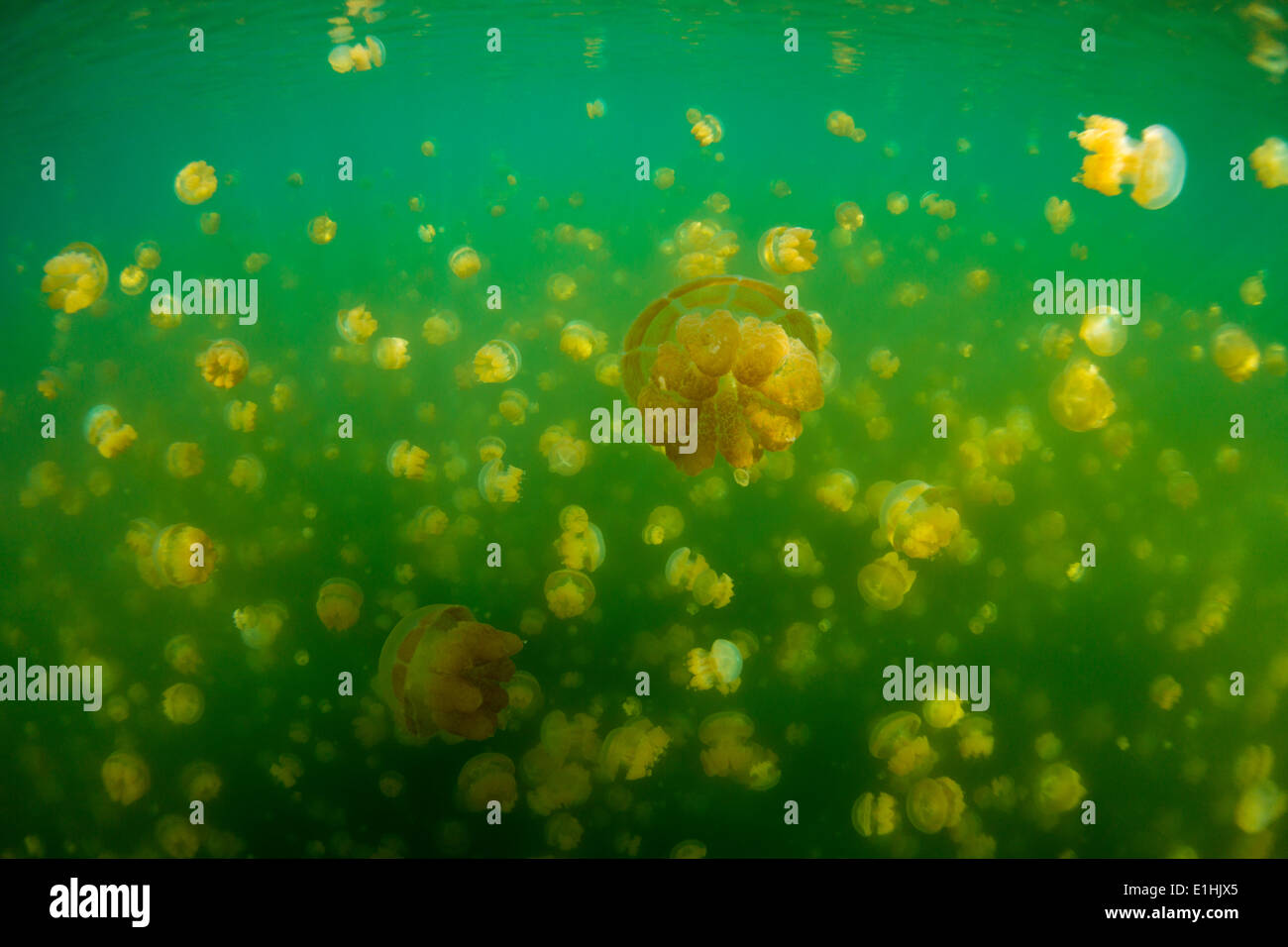 Goldenen Medusen oder Papua Quallen (Papua Mastigias), Jellyfish Lake, Salzwasser Binnensee, Eil Malk oder Mecherchar, Palau Stockfoto