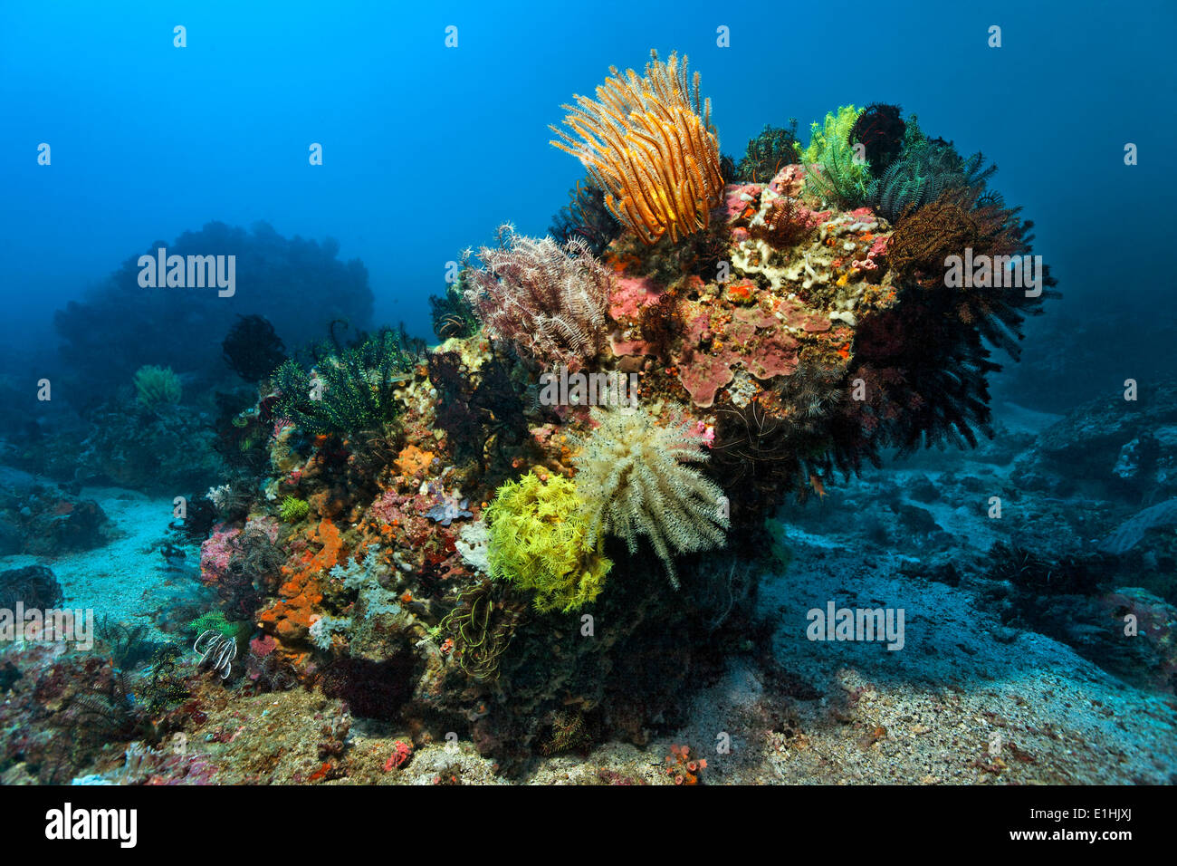 Korallenblock mit vielen Haarsterne (Crinoidea), Korallen, Puerto Galera, Sabang Beach, Insel Mindoro, Philippinen Stockfoto