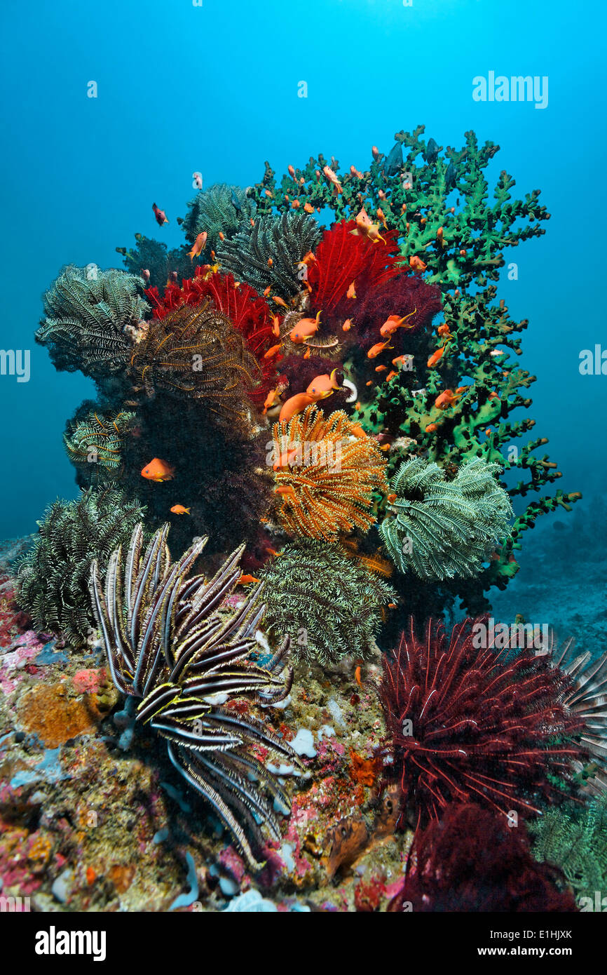 Korallenblock mit vielen Haarsterne (Crinoidea), Korallen, Puerto Galera, Sabang Beach, Insel Mindoro, Philippinen Stockfoto