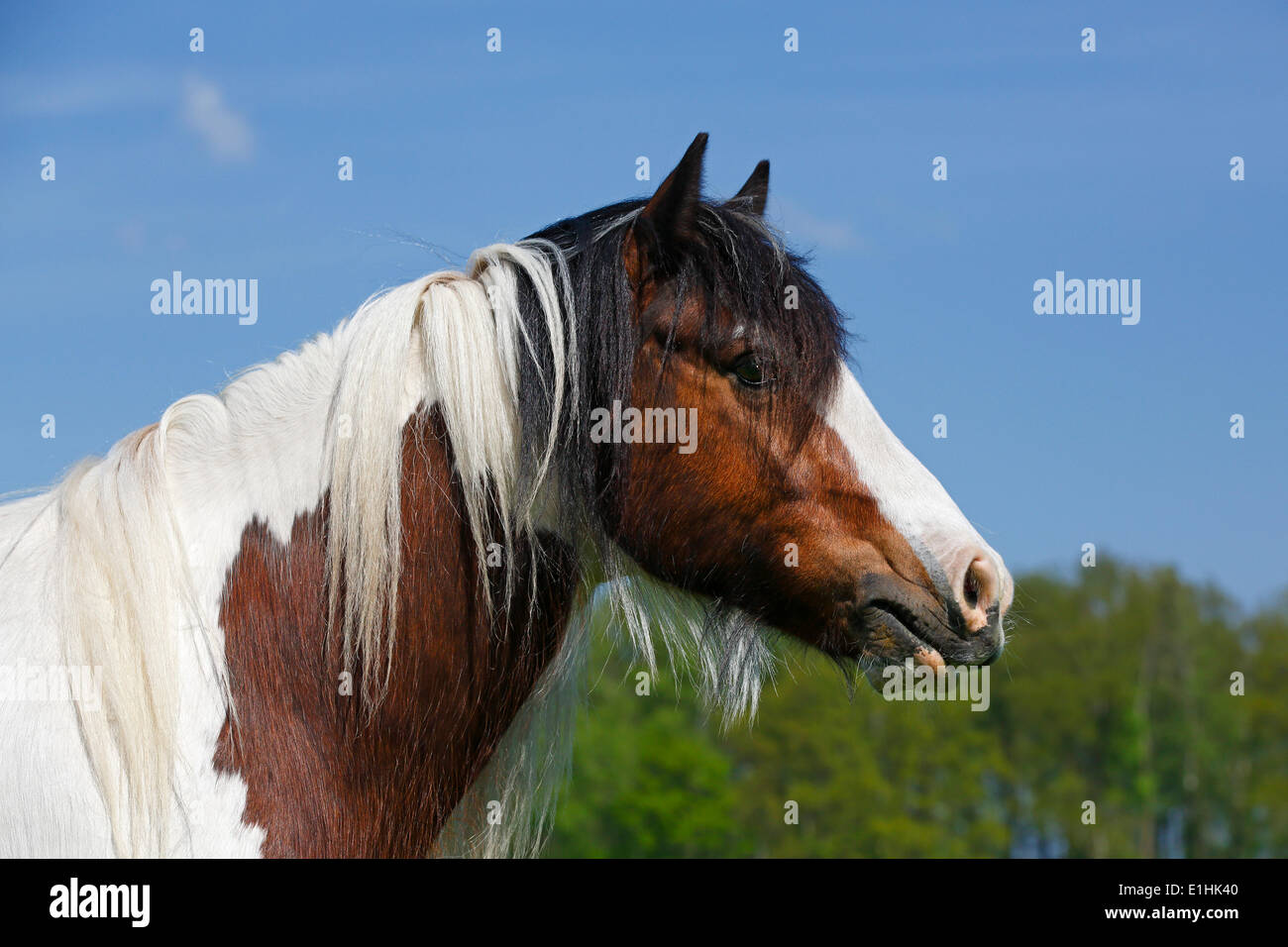 Gypsy Cob, Irish Tinker Wallach, Porträt, Schleswig-Holstein, Deutschland Stockfoto