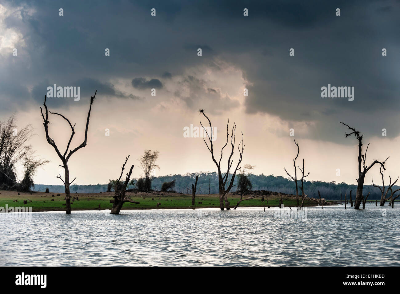 Bäume, ragte aus dem Wasser, Kabini Reservoir, Nagarhole Nationalpark, Karnataka, Indien Stockfoto
