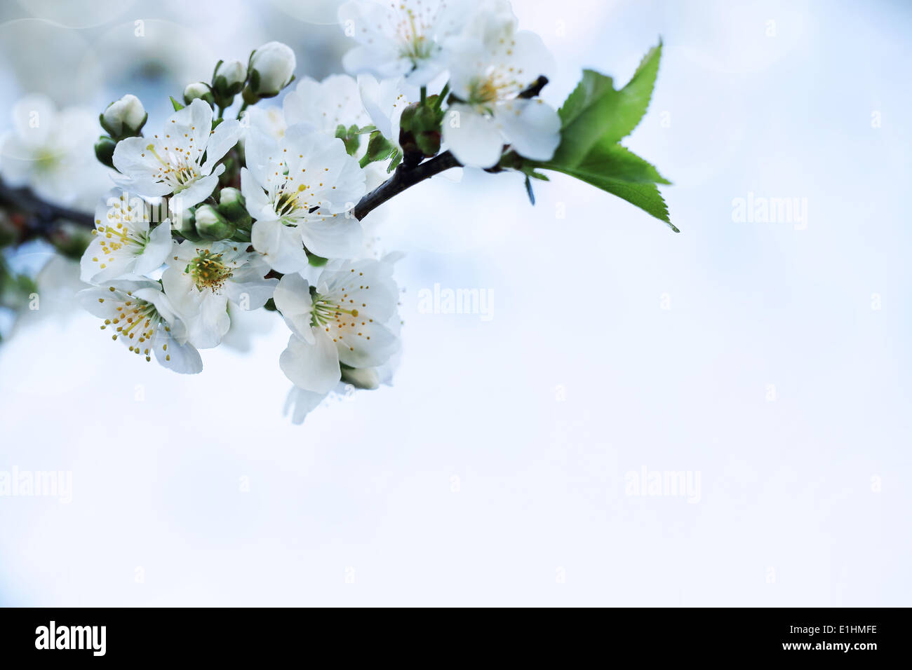 Natur. Closeup Zweig der Apple Tree weiße Blume. Frühling-Hintergrund Stockfoto