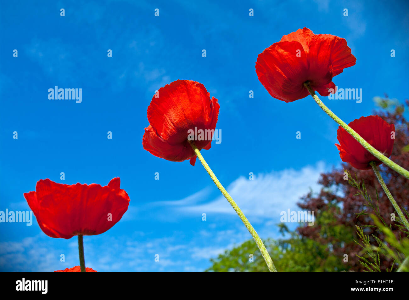 Vier hoch hell rote orientalische Mohnblumen gesehen in der Sonne vor blauem Himmel, Hausgarten, Cumbria, England UK Stockfoto