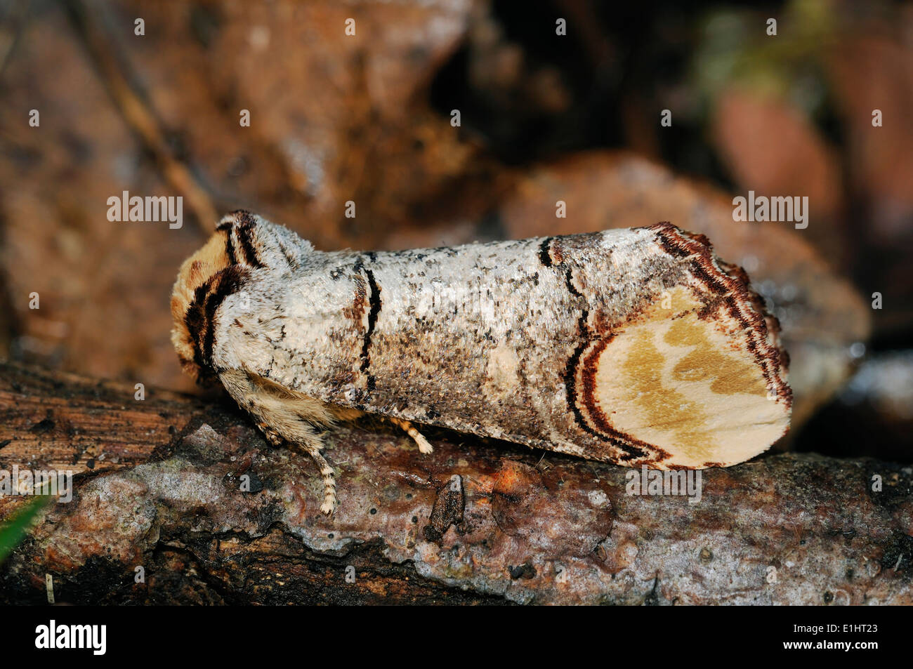 Buff-Tip Moth - Phalera Bucephala auf Ast Stockfoto