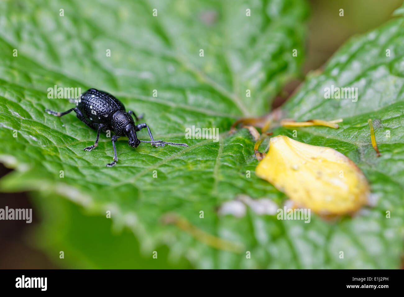 Stamm-Käfer, Curculionidae, auf Blatt sitzen, Leoben, Steiermark, Österreich Stockfoto
