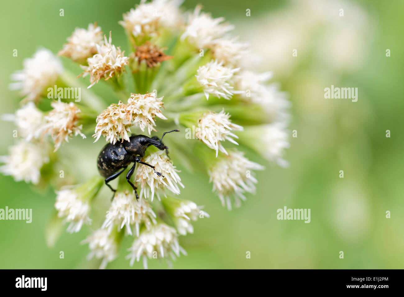 Stamm-Käfer, Curculionidae, auf Blüte, Leoben, Steiermark, Österreich Stockfoto