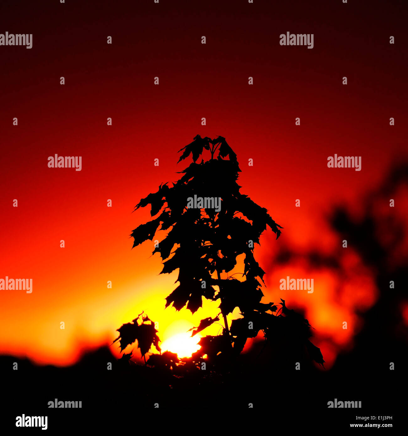 Deutschland, Nordrhein-Westfalen, Minden, Sonnenuntergang, Ahorn Blätter, Acer Stockfoto