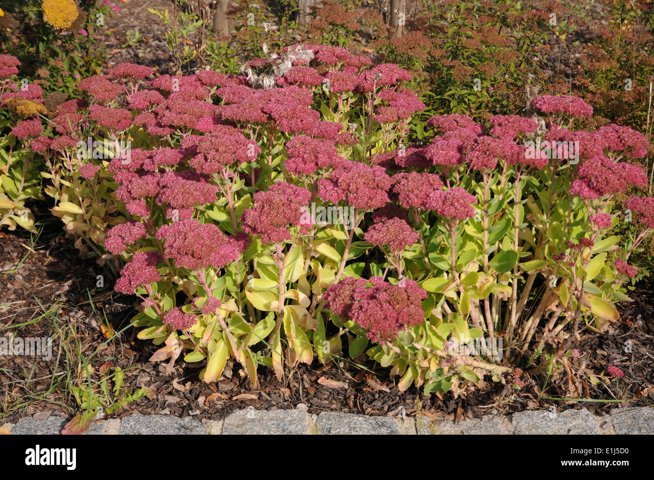 Sedum telephium Stockfoto