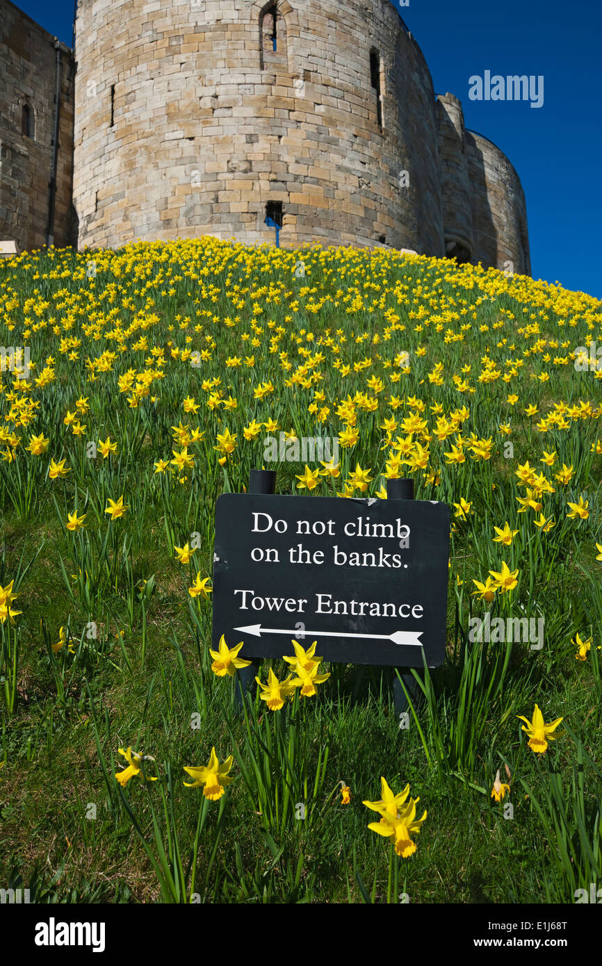 Nahaufnahme der Narzissen gelben Blumen im Frühling bei Clifford's Tower York North Yorkshire England Großbritannien GB Groß Großbritannien Stockfoto