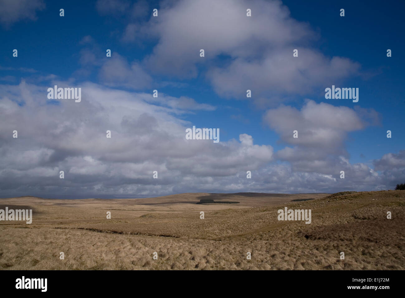 Hill, die Landwirtschaft in Glen Whilly, Dumfries and Galloway, Schottland, Großbritannien Stockfoto