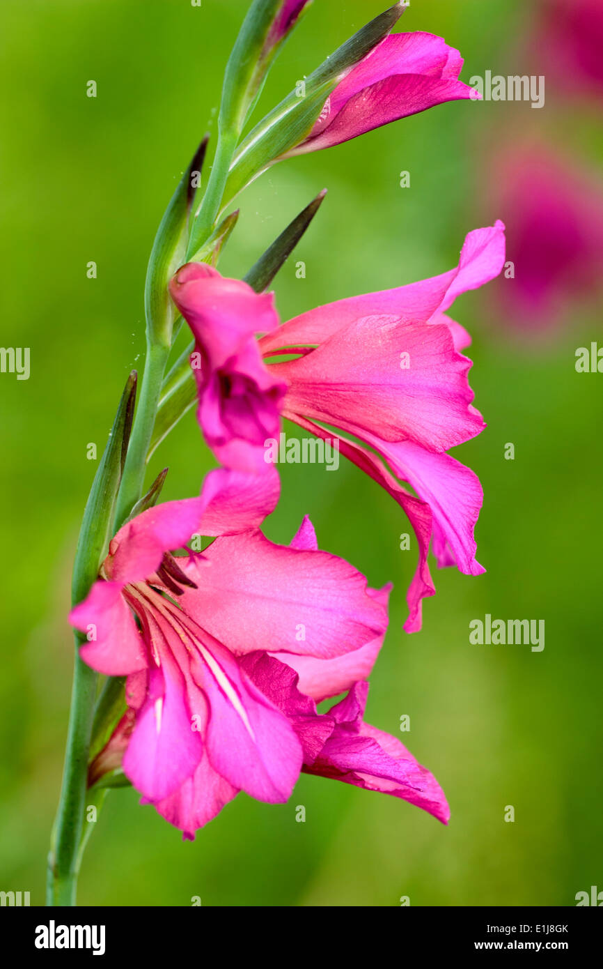 Helles Magenta Blumen winterhart Gladiolus Communis Subspecies byzantinus Stockfoto
