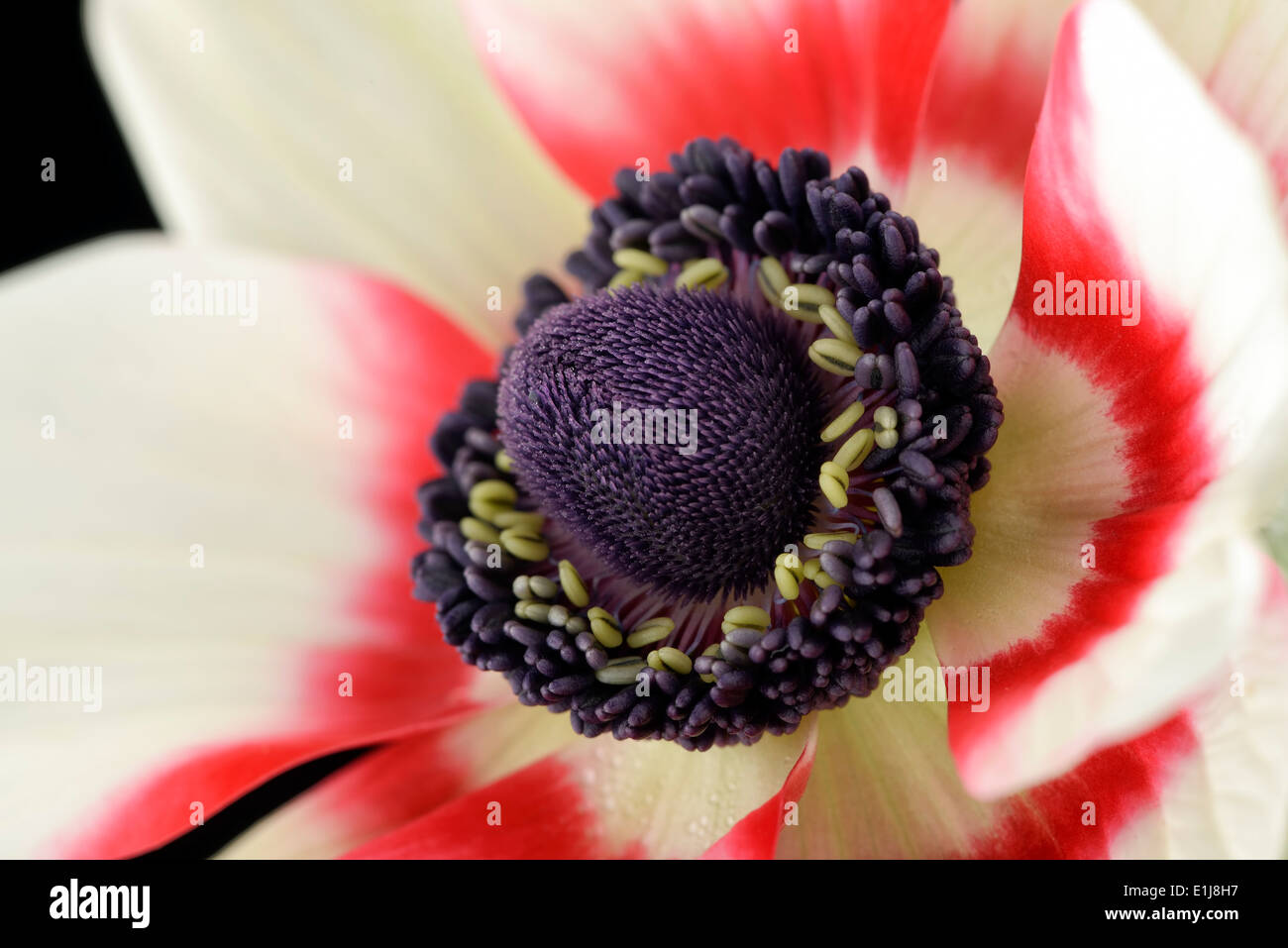 Detail der rot-weiße Anemone vor weißem Hintergrund Stockfoto