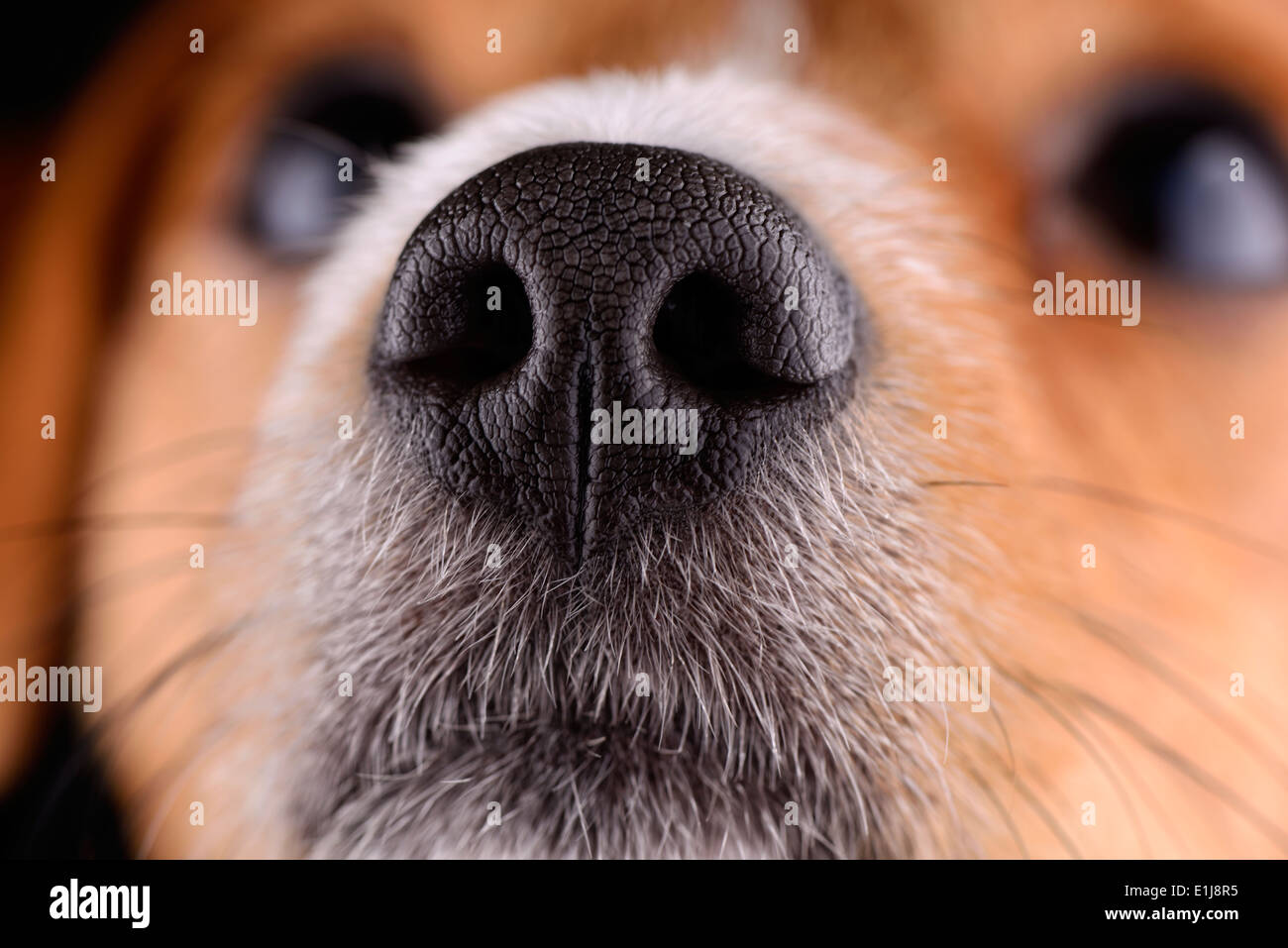 Nase der Jack Russel Terrier Stockfoto