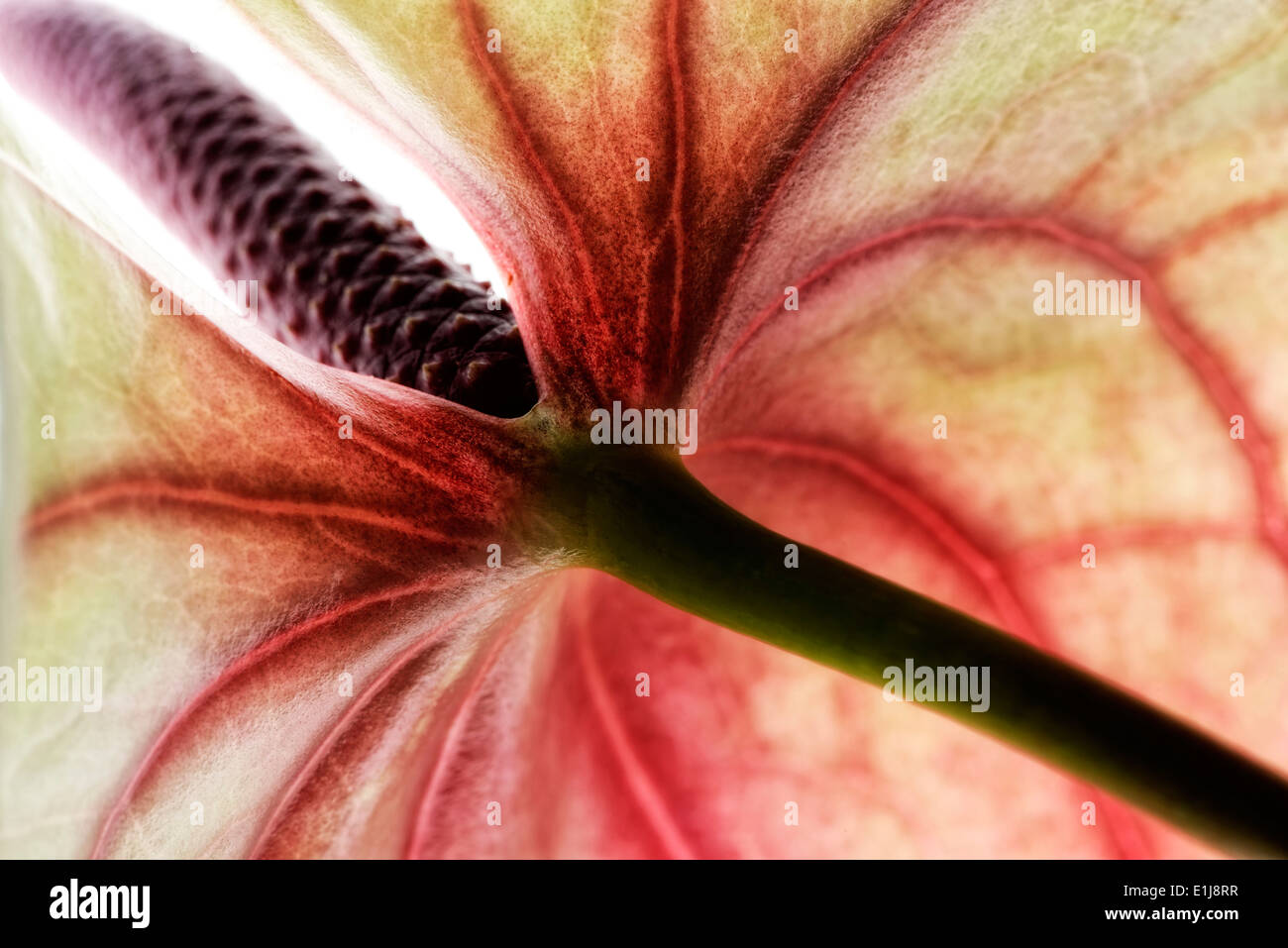 Weiß-rote Flamingo Blume, Anthurium, Teilansicht Stockfoto