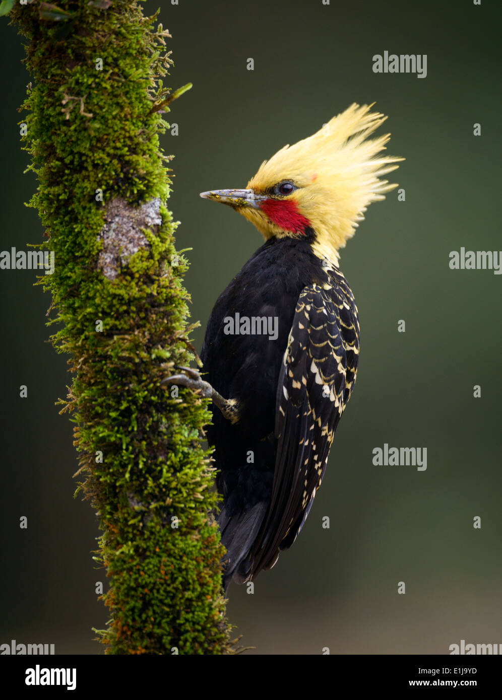 Ein männlicher Blond-crested Specht (Celeus Flavescens), aus dem Atlantischen Regenwald. Stockfoto