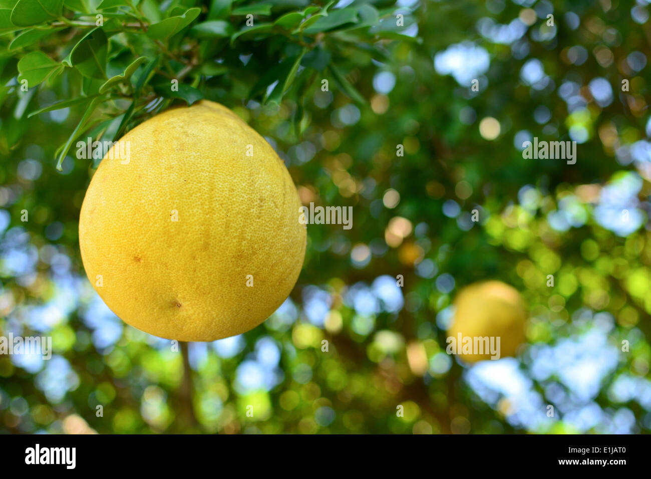 Pomelo auf einem Baum Stockfoto